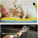 일루와 이미지