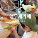 당진 삽교호 가볼만한 곳 앵무새카페 앵무세상 방문후기