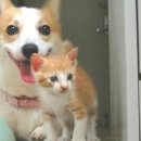 강아지와고양이 이미지