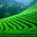 녹차농원 이미지