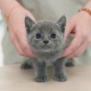 강아지고양이 미유펫 청주점 | 청주고양이분양 미유펫이 인기있는 이유
