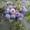 복길농장 | 블루베리체험 신기블루베리 경기도당일치기 블루베리체험농장 위치 예약 비용 정보