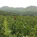 속리산농원 Daum카페