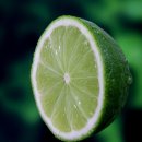 라임 이미지