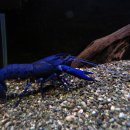 블루 마론 [Blue Marron] 이미지