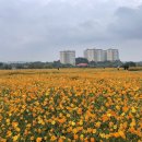 용인조정경기장 | 🌼 [용인 가을꽃 명소] 기흥호수공원 용인조정경기장 황화코스모스 산책 후기｜가족나들이·데이트코스