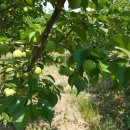 광은농장 이미지