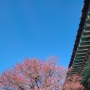 태화사 | 영축총림 양산 통도사 자장매(2월 8일 현재)