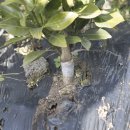 한라농장 이미지