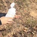 자라는 씨앗 | 부모님 산소 관리 푸르네오 산소관리용 잔디씨 효도씨앗 잔디씨앗 잔디씨 효도씨앗 묘지관리 후기