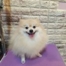 뽀샤시 펫살롱 이미지