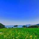 중부-현장-중부-1405 | 유채꽃이 피어나는 거제 학동마을의 봄바다 이야기