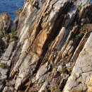 강원 고성 거진항 백섬 해국 그리고 제철 도루묵 이미지