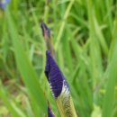 하천(비산대교) 이미지