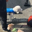 천재견들과 함께한 고대산 백패킹 후기(주차, 1코스 정보, 근처 맛집, 준비물)