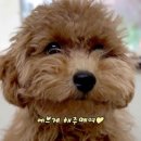 마릴린펫 이미지