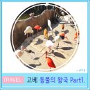 동물의왕국 | 고베 여행 관광 아이와 가볼 만한 곳 동물의 왕국 Part1