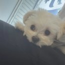 진현우동물병원 이미지