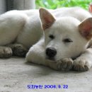 복숭아아저씨 이미지