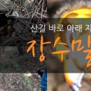 [출처: 최문보 박사의 말벌실험실tv] 산길 바로 아래 자리 잡은 장수말벌 이미지