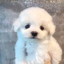 댕댕러브펫 이미지