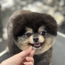 탑 애견 이미지