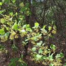 망개꽃 경주 남산 이미지