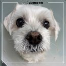 리라동물병원 이미지