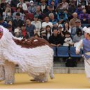 순수하개 이미지