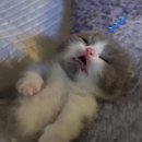 코자