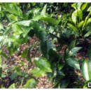 지우네 농장 이미지