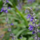 블루세이지 이미지