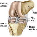 반월상연골과 관절연골의 차이점(필독) 이미지