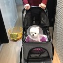 윌동물외상센터 이미지