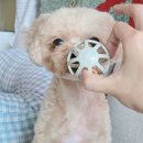 강아지공 추천! 라니펫 호두볼로 우리 집 강아지 스트레스 해소 끝판왕 후기