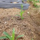 강소농장 이미지