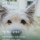 P&M 반려견교육센터 대전점 이미지