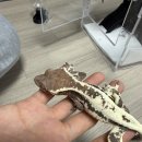 크레스티드게코 생먹이 추천! 사이즈 혼합되는 벅스브라더스 쌍별귀뚜라미 첫 시식 후기