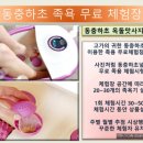 동충하초 효능 체험방 설비 동충하초 족욕기 이미지