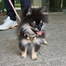 예쁘댕냥 이미지