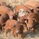 황금돼지농장 이미지