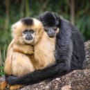 베이비파크(코솜코리아) 이미지