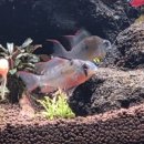 봉달 | 알파피쉬 봉달후기