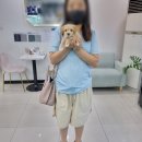 오아이펫 이미지