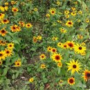 루드베키아 이미지