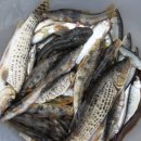 수입천계곡펜션 이미지