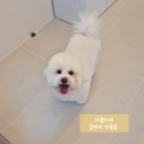 릴리 펫스파 이미지