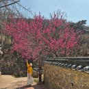 옻골로 | 📍 대구 옻골마을 방문 후기 (2026년 기준 최신 정리)