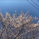 울산3대밀면 이미지