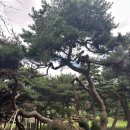 탈해왕릉 | 경주의 숨은 보물 같은 곳 경주이씨 시조와 탈해왕릉에 대해 알 고 싶다면 이곳을 무조건!